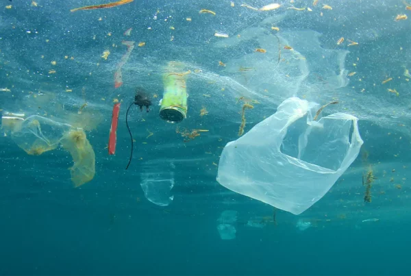 single use plastics floating in the ocean with other pollutants